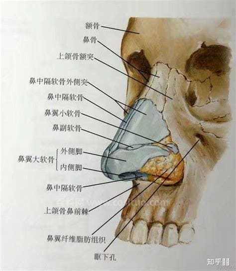 鼻子上山根是哪里