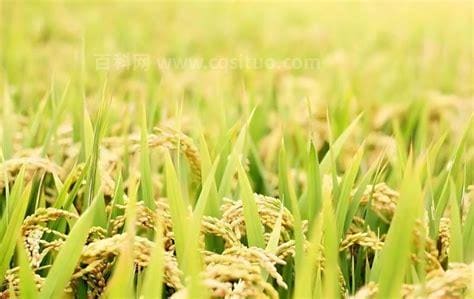 杂交水稻是转基因吗？
