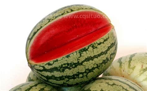 watermelon是什么意思