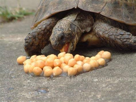 乌龟爱吃什么食物，乌龟喂食注意事项