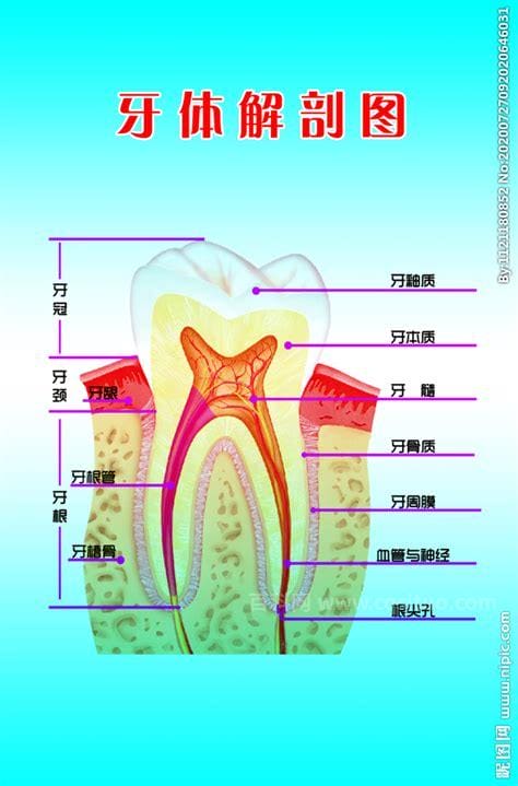 牙齿的结构（图解）
