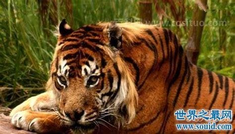 地球上体型最小的虎类是什么？
