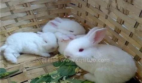 兔子几个月大就可以繁殖小兔子？