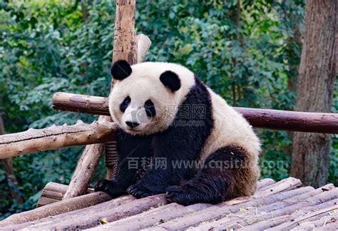 大熊猫属于什么类别