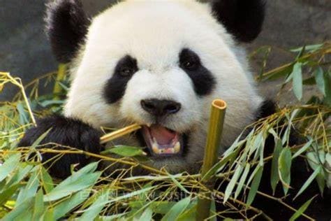 大熊猫最爱吃毛竹还是青川箭竹