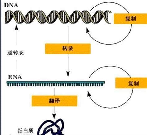 转录与逆转录的区别