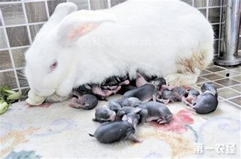 兔子受孕多久生产