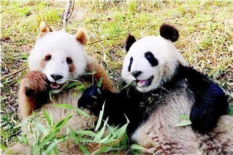 中国唯一一只金色大熊猫