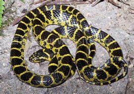 黄锦蛇是国家级保护动物吗