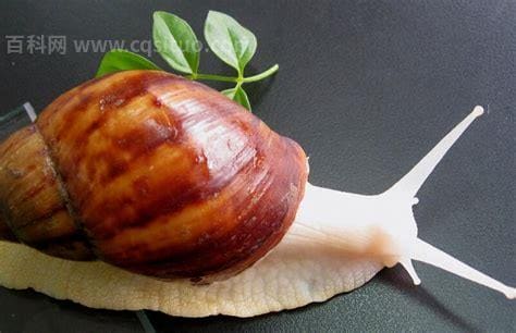 刚孵化的白玉蜗牛怎么养