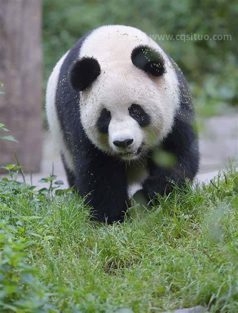 中国现存大熊猫多少