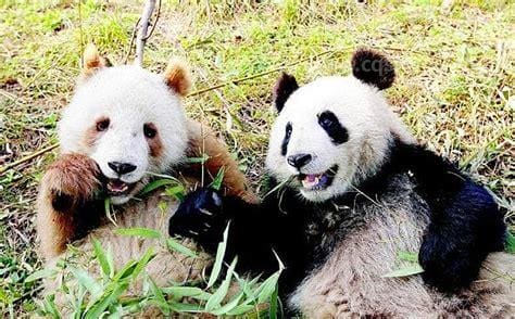 全国唯一彩色大熊猫
