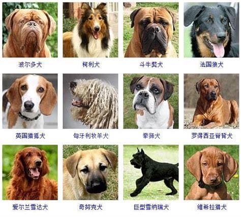 100种名犬排行图片