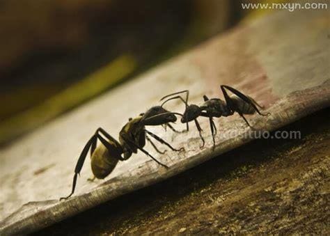 女人梦见蚂蚁爬上身是什么预示