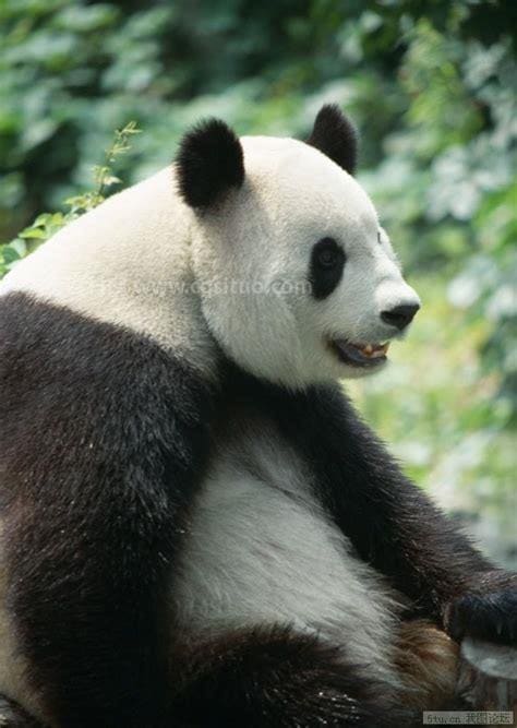 国宝大熊猫的介绍