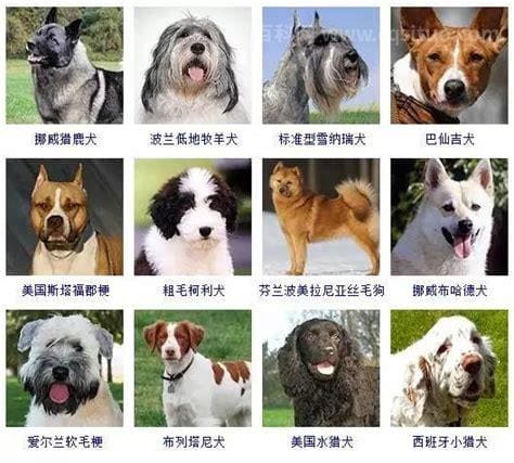 犬和狗有什么区别