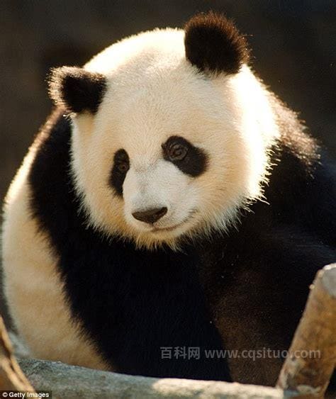 大熊猫为什么是黑白两色的呢