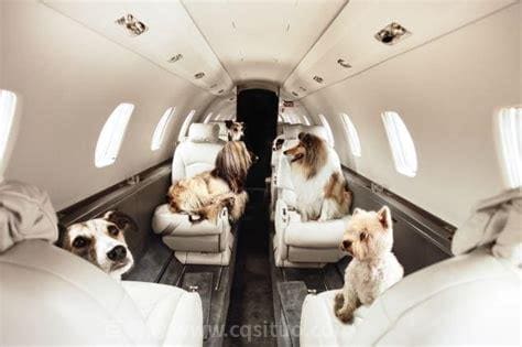 宠物坐飞机的托运费用标准