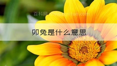 卯兔是什么意思