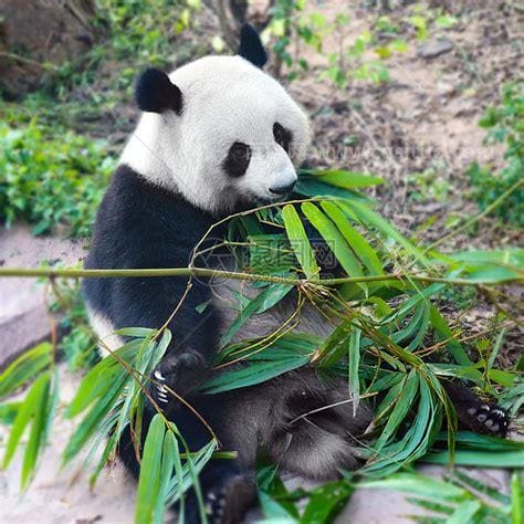 大熊猫为什么喜欢吃竹子