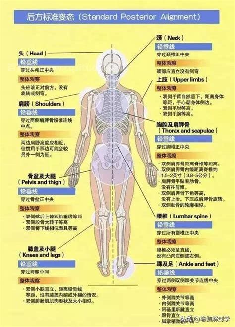 如何进行体态评估