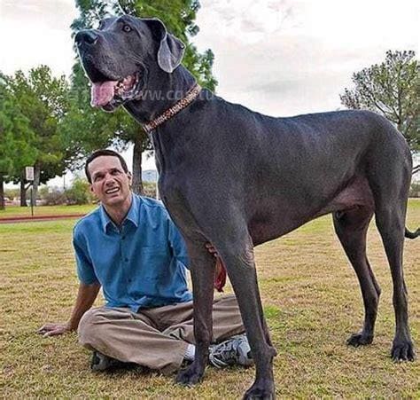 世界最高大的狗