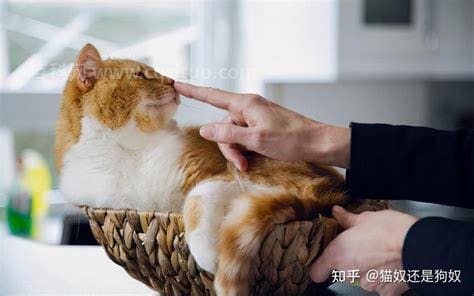 怎么确定猫认主人