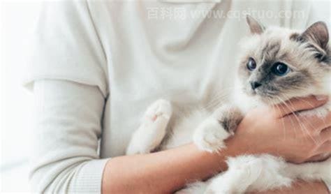 女人梦见猫有什么预兆