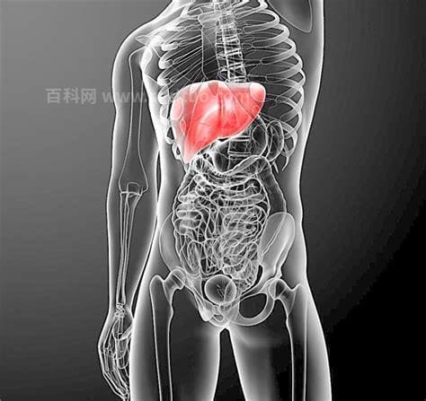 肝脏正确位置图（详细讲解肝脏位置）