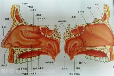 鼻腔内部结构图详细（鼻腔结构功能详解）
