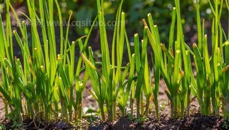 葱苗怎么种植最好（如何正确栽葱5个步骤做到位）