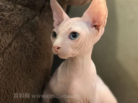 不建议养的10种猫无毛猫（5大公认香妃猫）