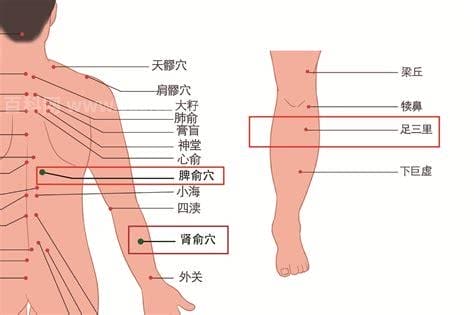 三伏贴位置详细图解（最完整的三伏贴攻略）