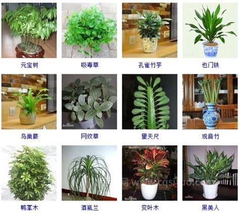 常见绿植花卉及名称大全（100种常见室内绿植）