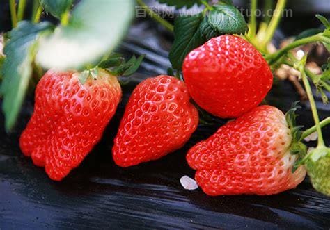 草莓品种排名前十 目前市面上主流草莓品种的优缺点主要有哪些