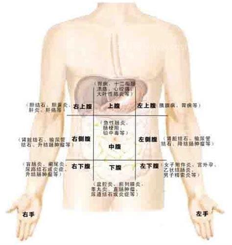 怎么区分是肚子痛还是小腹痛（一张图看懂肚子痛位置和原因）