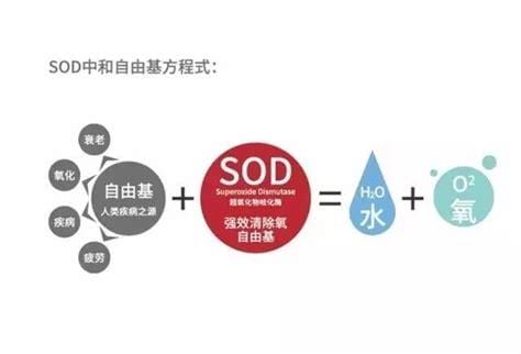 sod的功效与作用