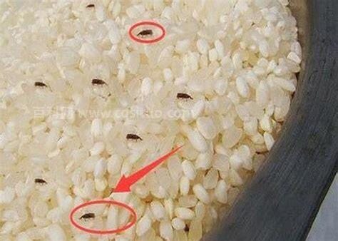 大米生白色蠕虫还能吃吗