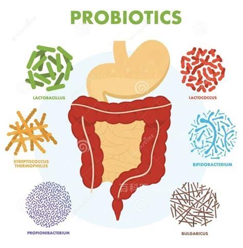 益生菌的功效和作用和副作用