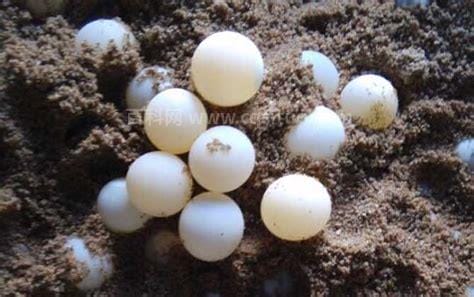 甲鱼蛋的功效与作用、禁忌和食用方法