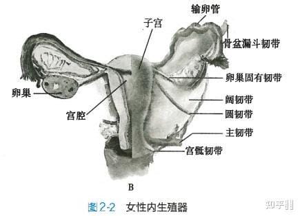 女人宫外孕的几大原因