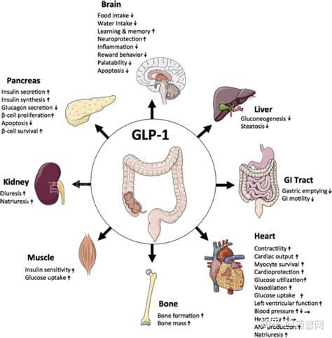 降糖又减肥！详解新型降糖药“GLP-1