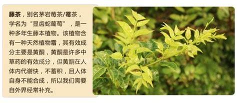 小稀藤茶的功效和作用