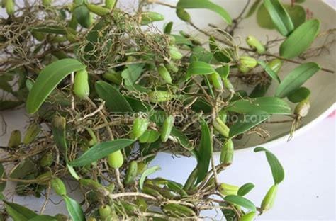 石橄榄的功效与作用及食用方法