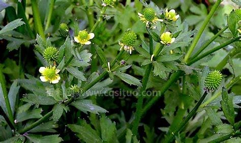 草本植物名称及图片——茴茴蒜(小虎掌草、鸭脚板、水辣椒)