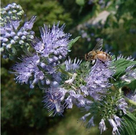 花卉植物名称及图片——兰香草(莸、山薄荷、卵叶莸、马蒿)