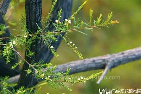 岗松是一种什么植物？岗松图片及简介