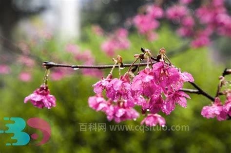 樱花的功效与作用 樱花的作用及食用方法