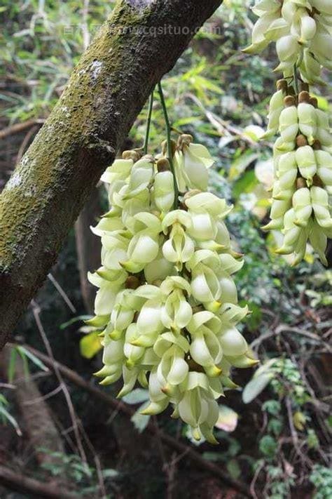 白花油麻藤的功效与作用 白花油麻藤图片