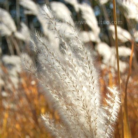 荻花是什么花